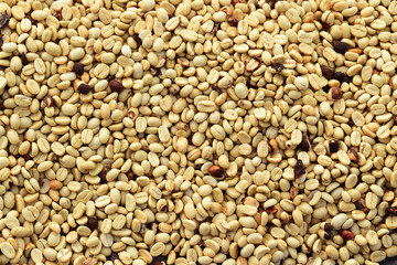 Close up of coffee beans for background                                                               