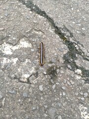 close up of a caterpillar