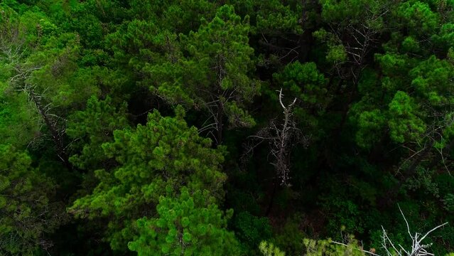 Green Tree Tops Forest Drone Shot