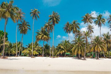 Fototapeta na wymiar Beach and coconut trees on the island