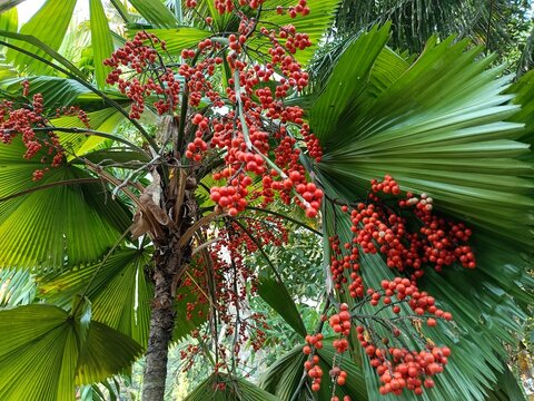 Tropical tree, ripe ruffled fan palm fruit