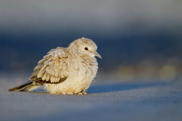Common Ground Dove with plumage fluffed up, in soft evening sunlight