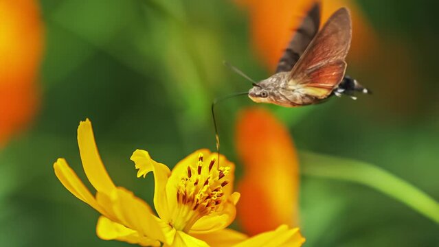 Hummingbird Hawk-Moth Feeding On The Flower (Slow Motion). 