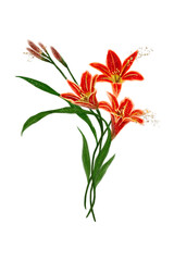 Red daylily painted in watercolor. Floral botanical flower. Isolated illustration element