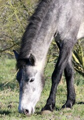 A Wild Horse Named Moonshadow