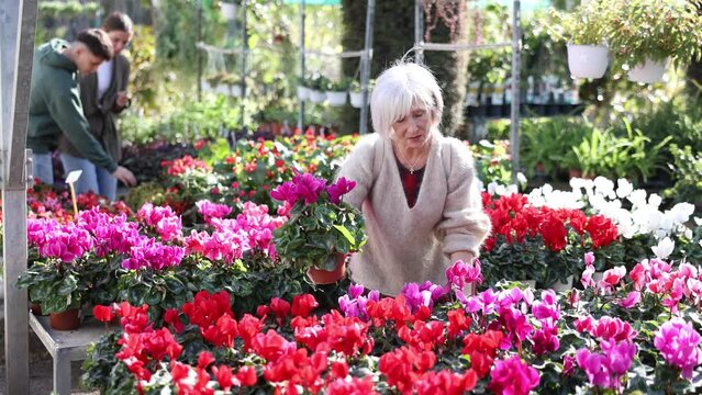 Mature female customer choosing potted cyclamen in container garden shop. High quality 4k footage