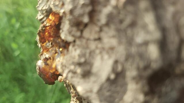 Tree cell sap flowing out of tree bark 