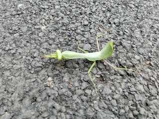 praying mantis insect animal