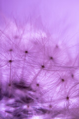 Abstract Purple Dandelion Close-up for Artistic Backgrounds