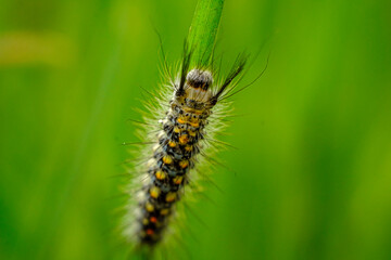 A caterpillar perched on a green leaf 