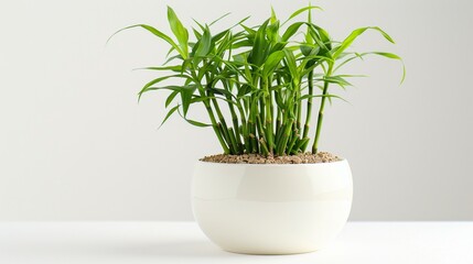 Traditional Chinese lucky bamboo plant arranged neatly on white, symbolizing good fortune and prosperity, a popular decorative element in homes and offices. - obrazy, fototapety, plakaty