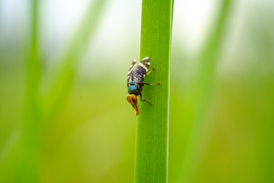 cherry fruit fly perched on a leaf in the middle of the forest 
