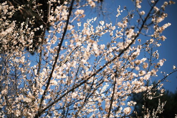 青空と梅