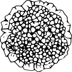 Hand drawn flower bouquet illustration on transparent background.