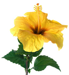 hibiscus jaune - 755331892