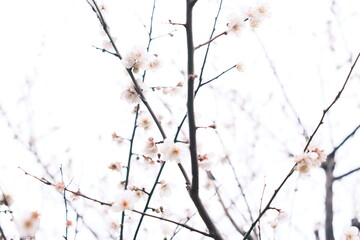 梅の花