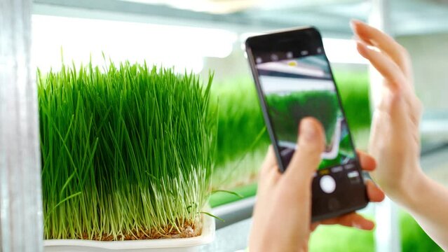 Woman takes pictures with a smartphone of a harvest of sprouts