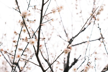 梅の花