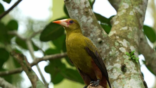 Green oropendola, psarocolius viridis perched on tree branch in wooded habitats, observing its surroundings and emitting its distinctive calls amidst the forest, close up shot.
