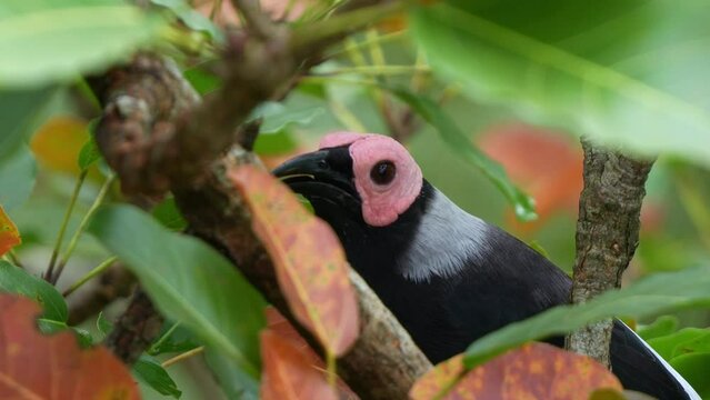Close up shot of a coleto, sarcops calvus perching on tree branch, chirping amidst the lush tree canopy of its natural habitat, wondering around its surrounding environment.