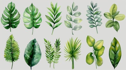 Leaves, flowers, plants, botany, beautiful, watercolor, white background.