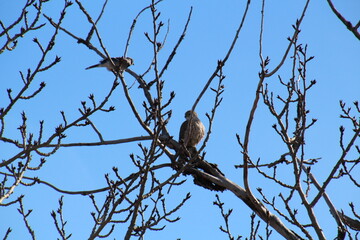 Birds Meet In The Trees, Gold Bar Park, Edmonton, Alberta