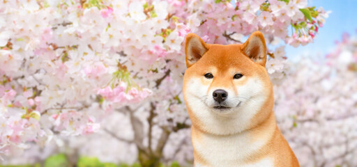 Shiba Inu standing in front of a cherry tree in full bloom