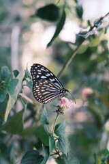 Obraz premium A Butterfly with Flowers、多摩動物公園昆虫館の蝶々