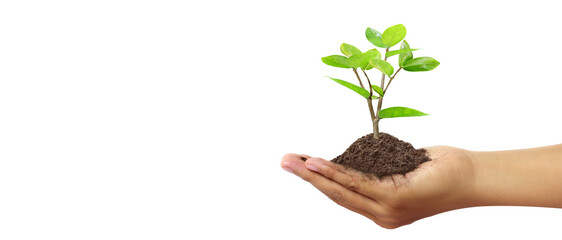 Hand plant trees for sustainability