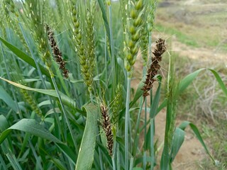 ears of wheat, rot grains, disease grains, not eatable
