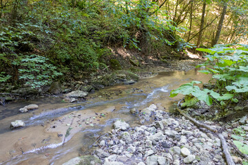 shallow riverbed with a rocky bottom on a cloudy day, under the canopy of the forest.