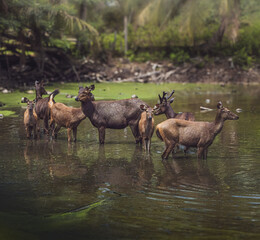 Naklejka na ściany i meble a group of Sambar deer in the river on a sunny day