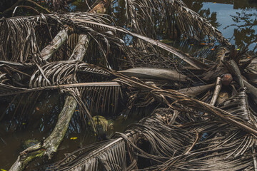 A group of dead trees lie in the river.