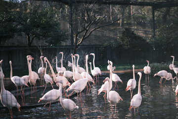 多摩動物公園のフラミンゴ