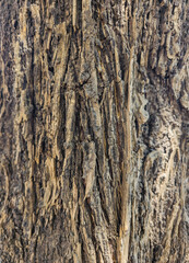 Close up of tree bark texture.