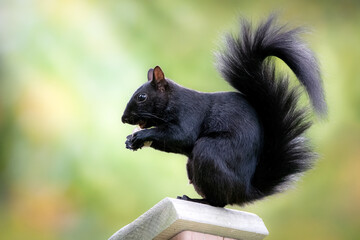 Black squirrel eating nut © Rogney