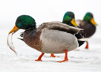 Male mallard with a fish in its beak