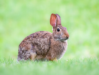 wild rabbit in the middle of a meadow