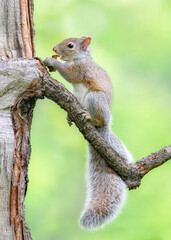 squirrel eating on a tree