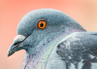 headshot portrait of a pigeon