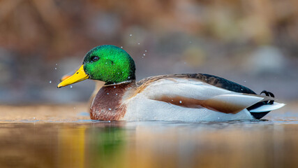 Male mallard duck on the water