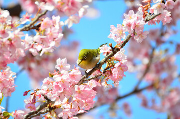 河津桜にとまるメジロ