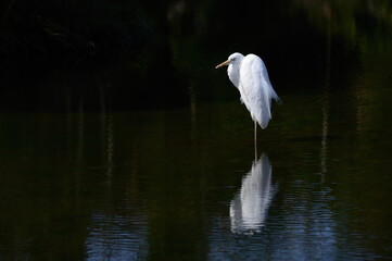 Naklejka premium 池に佇む白鷺