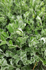 Close-up of Crystal Ice Plant