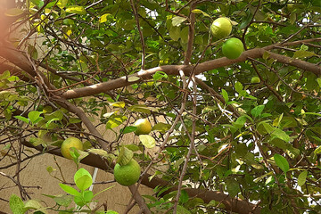 Ripe and Raw Lemons on Tree