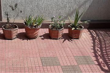 Green Plants in Red Concrete Containers