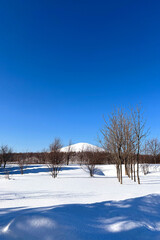winter landscape with trees png