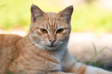 Naklejka na ściany i meble Orange Tabby Cat Headshot