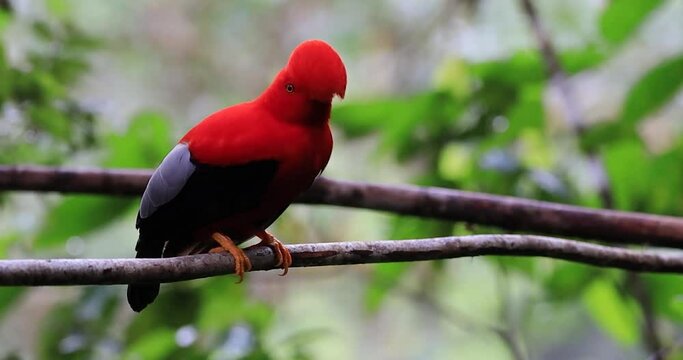 The Andean Cock-of-the-rock, known as "Gallito de Roca Andino" in Spanish, is a spectacular bird gracing the montane forests of South America. This vibrant species is scientifically classified as Rupi