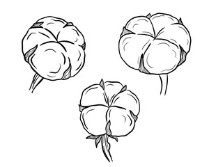 Hand drawn cotton bud in vintage engraving style isolated on white background.